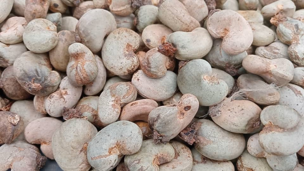 Poor cashew harvest in Côte d'Ivoire linked to erratic rainfall and inadequate farming practices