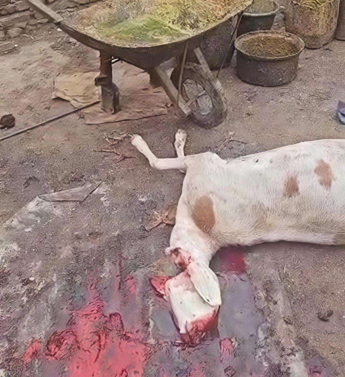 Chad: clandestine slaughterhouse dismantled in Abéché's Farik Aguek district