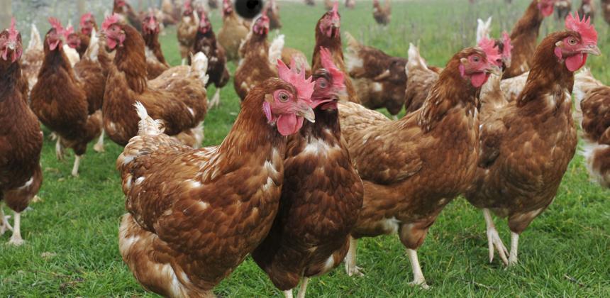 A group of chickens in a rural Gabonese farm